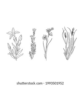 botanical line art. vector illustration of flowers. fern leaves. bonacal graphic elements. 