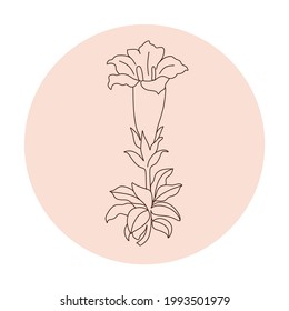 arte de línea botánica. ilustración vectorial de flores. hojas de helecho. elementos gráficos bonacales. 