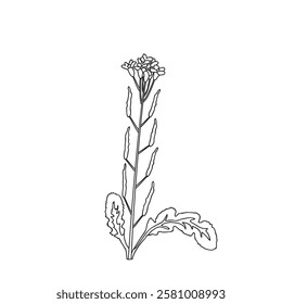 Botanical Line art wildflower isolated on white background. Hand drawn black and white outline plant with stem, leaves and flowers vector illustration.Graphic design for Birthday Wedding Greeting Card