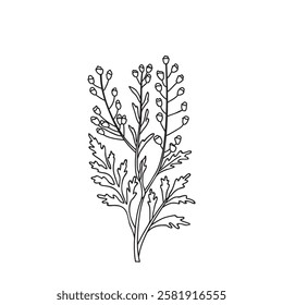 Botanical Line art wildflower isolated on white background. Hand drawn black and white outline plant with stem, leaves and buds flowers vector illustration.Graphic design for Birthday Wedding Greeting