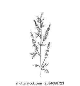 Botanical Line art wildflower isolated on white background. Hand drawn black and white outline plant with stem, leaves and flowers vector illustration.Graphic design for Birthday Wedding Greeting Card