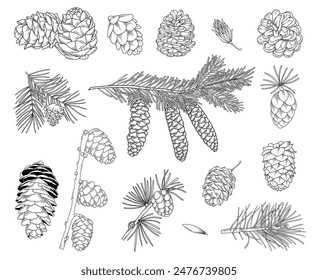 Botanical line drawing, hand drawn line art fir cones, pine cones, spruce and pine branches, nature elements vector illustration