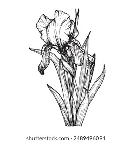 Botanical line flower Iris vector illustration. Hand drawn irises graphics monochrome black ink sketch for wall art, card, tattoo, logo