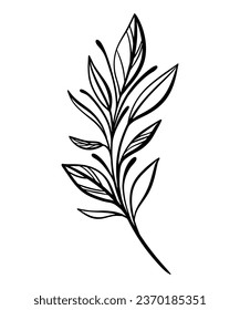 Botanical line illustration of a leaves branch for wedding invitation and cards, logo design, web, social media and posters template. Elegant minimal style floral vector isolated.	