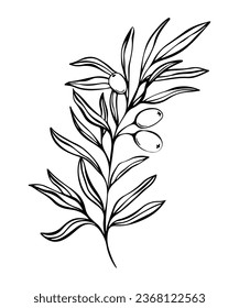 Botanical line illustration of olive leaves, branch for wedding invitation and cards, logo design, web, social media and posters template. Elegant minimal style floral vector isolated.