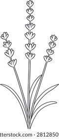 Botanical line of a lavender sprig with three stems and leaves, simple black and white floral for decor