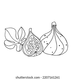 Botanical line sketch of fig fruits and leaves.
Vector graphics.