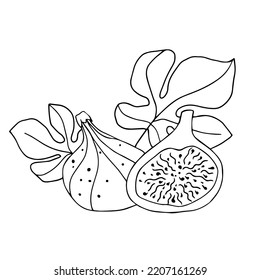 Botanical line sketch of fig fruits and leaves.
Vector graphics.