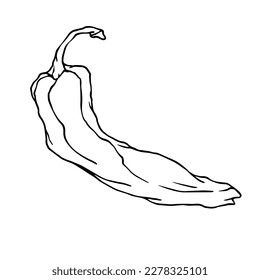 Botanical line sketch of hot mexican chili pepper.Vector graphic.	