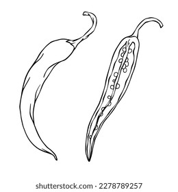 Botanical line sketch of hot mexican chili pepper.Vector graphic.