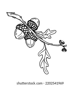 Botanical line sketch of oak tree branch with acorns and leaves.Vector graphic.