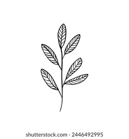 Hoja lineal botánica. Abstractas minimalista hojas de colección, arte herbal creativo. Ilustración vectorial