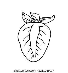 Botanical linear sketch of bell pepper.Vector graphic.