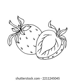 Esbozo lineal botánico de pimiento de campana.Gráfica vectorial.