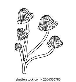 Botanical linear sketch of forest fungus toadstool. Vector graphics.