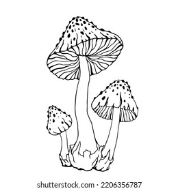Botanical linear sketch of forest fungus toadstool. Vector graphics.