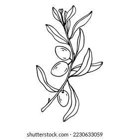 Botanical linear sketch of olive tree branch.Vector graphic.
