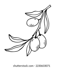 Botanical linear sketch of olive tree branch.Vector graphic.