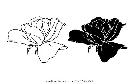 Botanical linear sketch, outline, silhouette of rose flowers. Vector graphics.