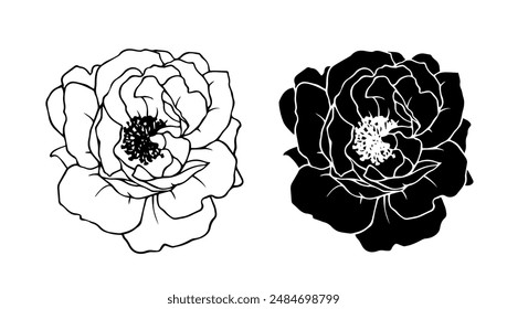 Botanical linear sketch, outline, silhouette of rose flowers. Vector graphics.