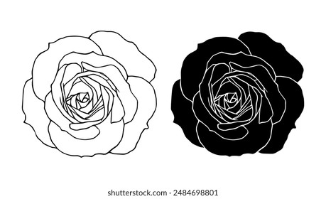 Botanical linear sketch, outline, silhouette of rose flowers. Vector graphics.