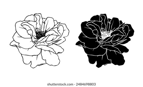 Botanical linear sketch, outline, silhouette of rose flowers. Vector graphics.