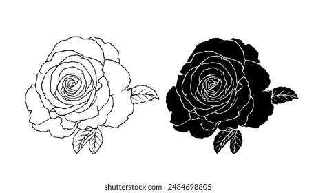 Botanical linear sketch, outline, silhouette of rose flowers. Vector graphics.