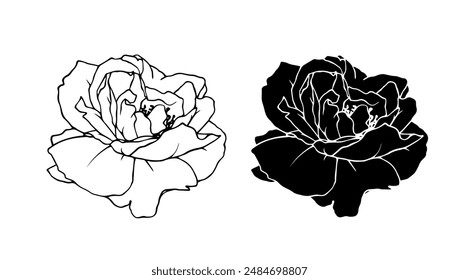 Botanical linear sketch, outline, silhouette of rose flowers. Vector graphics.