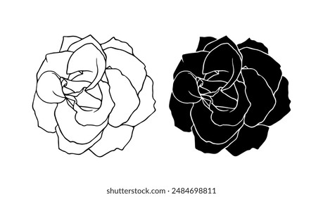 Botanical linear sketch, outline, silhouette of rose flowers. Vector graphics.