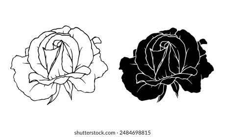 Botanical linear sketch, outline, silhouette of rose flowers. Vector graphics.