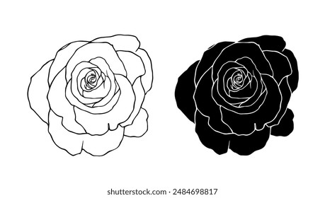 Botanical linear sketch, outline, silhouette of rose flowers. Vector graphics.