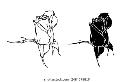 Botanical linear sketch, outline, silhouette of rose flowers. Vector graphics.