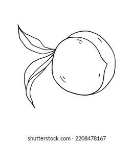 Botanical linear sketch of peach.Vector graphic.