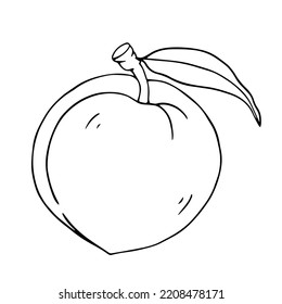 Botanische lineare Skizze von pfirsichfarbener.Vektorgrafik.