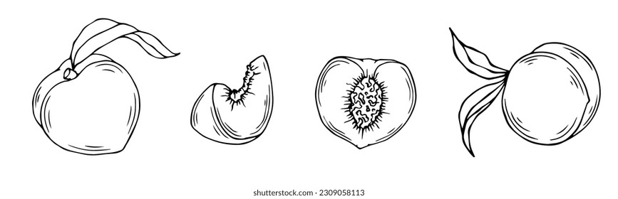 Botanical linear sketch of peach.Vector graphic.	