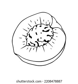 Botanische lineare Skizze eines Stückes, Scheibe Pfirsichbild.Vektorgrafik.