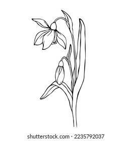 Botanical linear sketch of snowdrop flowers and buds.Vector graphics.