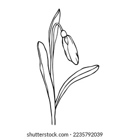Botanical linear sketch of snowdrop flowers and buds.Vector graphics.