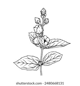 Botanical linear sketch of a sprig of jasmine with flowers and buds. Vector graphics.