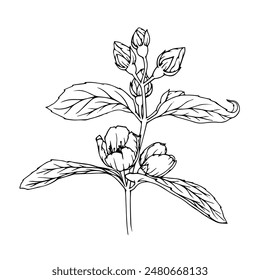 Botanical linear sketch of a sprig of jasmine with flowers and buds. Vector graphics.