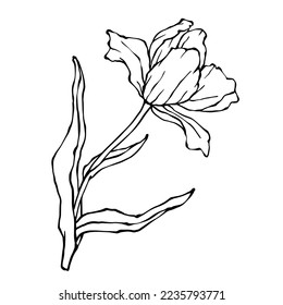 Esbozo lineal botánico de la flor tulipana de primavera.Gráfico vectorial