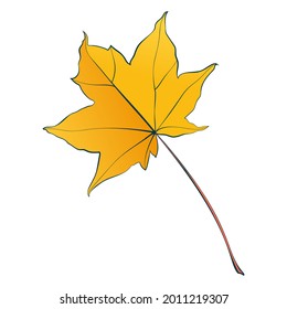 Botanical maple autumn leaves isolated on white background. Simple cartoon flat style vector illustration.
