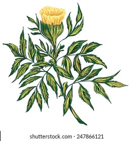 Botanical marigold flower vector