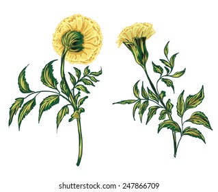 Botanical marigold flower vector