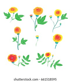 Botanical of Marigold flower vector set