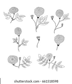 Botanical of Marigold flower vector set