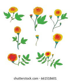 Botanical of Marigold flower vector set