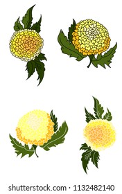Botanical of Marigold flower vector set.Chinese flower tattoo.