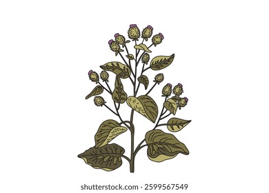 Botanical medicinal plant in nature pastel colors isolated on white background. Hand drawn stems, leaves, flowers, fruits vector illustration. Graphic design element for Birthday Print Poster Card