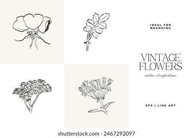 Botanical, Minimal plant flower, hand drawn sketch drawing,  vector illustration